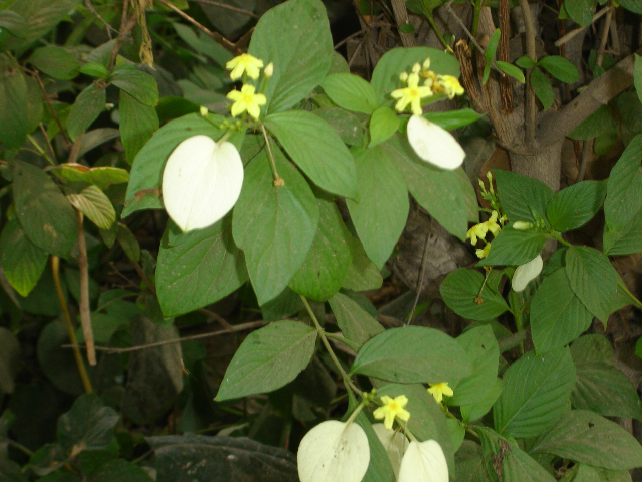 Mussaenda lutea